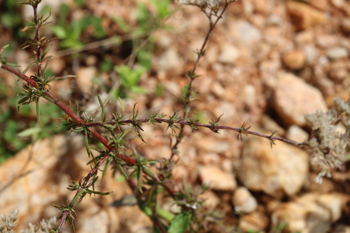 Polycarpaea corymbosa (L.) Lam.